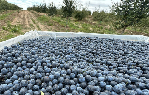 Pacharán para saborear: así ha sido la cosecha de endrinas